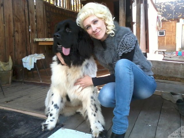 Фото: ньюфаундленд Супер Бизон Жофрей, ньюфаундленд Супер Бизон Жофрей, Елена Ярош