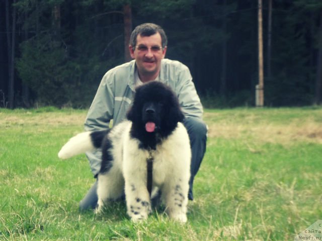 Фото: ньюфаундленд Супер Бизон Жофрей, ньюфаундленд Супер Бизон Жофрей