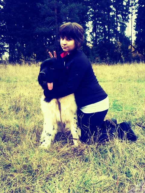 Фото: ньюфаундленд Супер Бизон Жофрей, ньюфаундленд Супер Бизон Жофрей