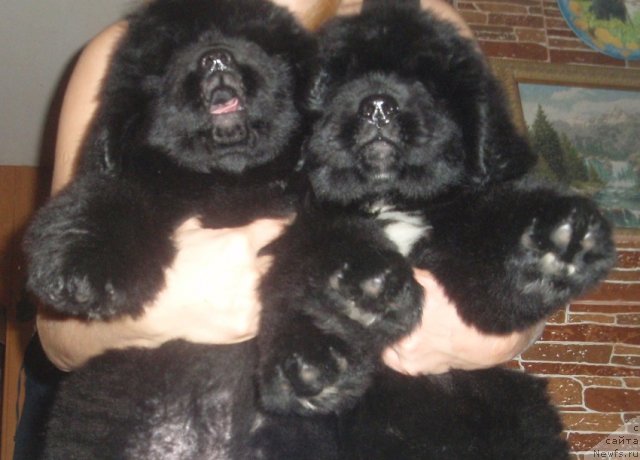 Фото: дети, ньюфаундленд Ньюфорт Натали (Njufort Natali)