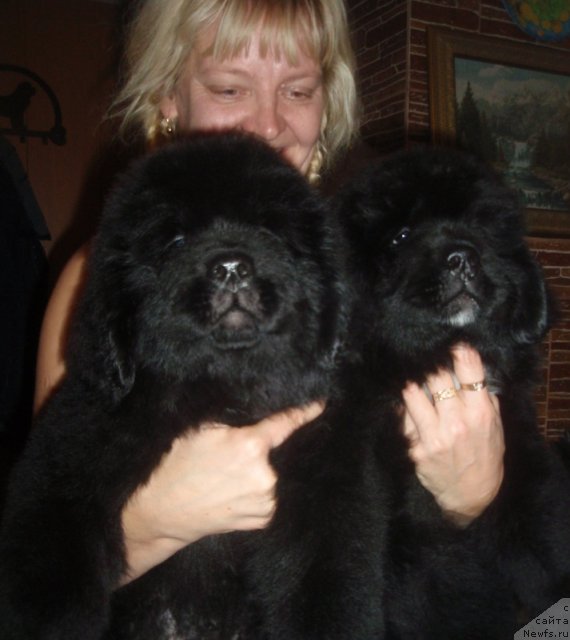 Фото: дети, ньюфаундленд Ньюфорт Натали (Njufort Natali)