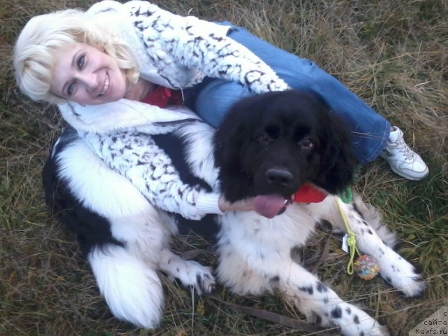 Фото: ньюфаундленд Супер Бизон Жофрей, ньюфаундленд Супер Бизон Жофрей