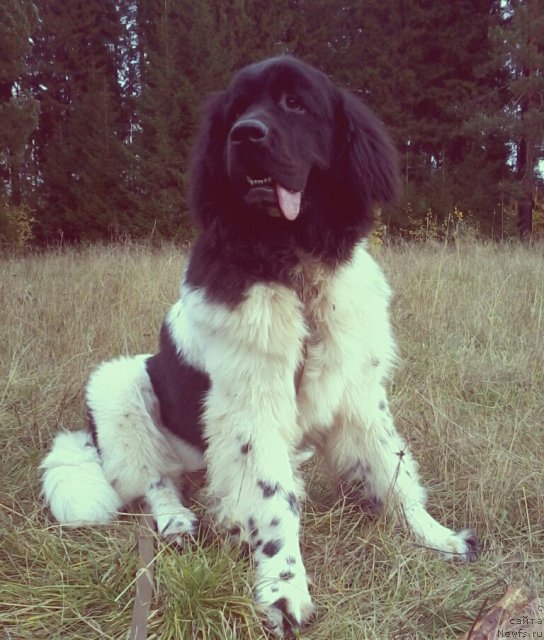 Фото: ньюфаундленд Супер Бизон Жофрей