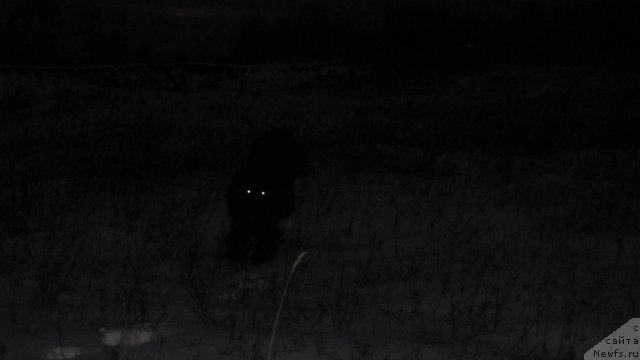 Фото: Дарья Хижняк, ньюфаундленд Питерньюф Монте Кристо (Piternyuf Monte Kristo)