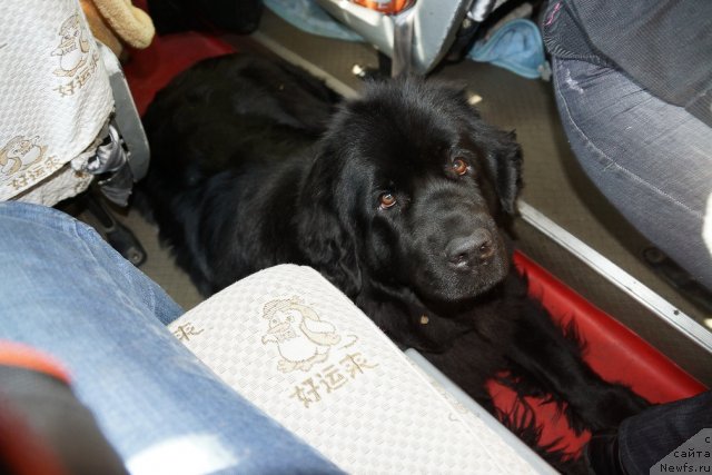 Фото: ньюфаундленд Сент Джонс Тендер Кисс оф Элли (Sent Djons Tender Kiss of Elly)