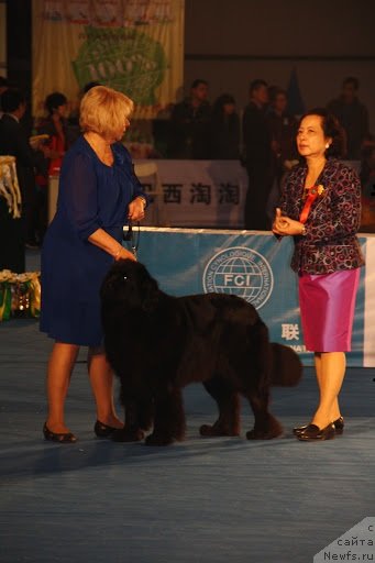 Фото: ньюфаундленд Сент Джонс Тендер Кисс оф Элли (Sent Djons Tender Kiss of Elly)