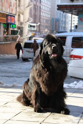 Фото: ньюфаундленд Сент Джонс Тендер Кисс оф Элли (Sent Djons Tender Kiss of Elly)