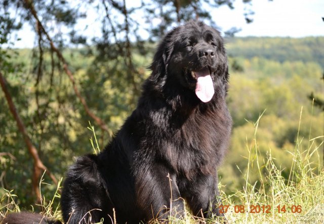 Фото: ньюфаундленд Уильям Наследник Трона
