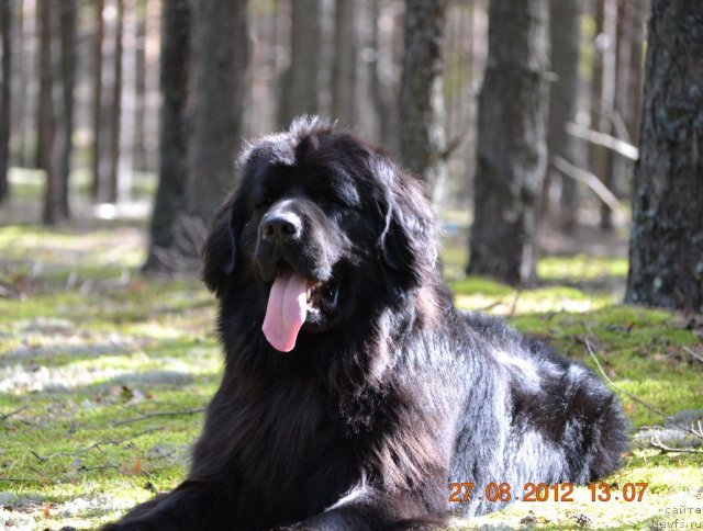 Фото: ньюфаундленд Уильям Наследник Трона