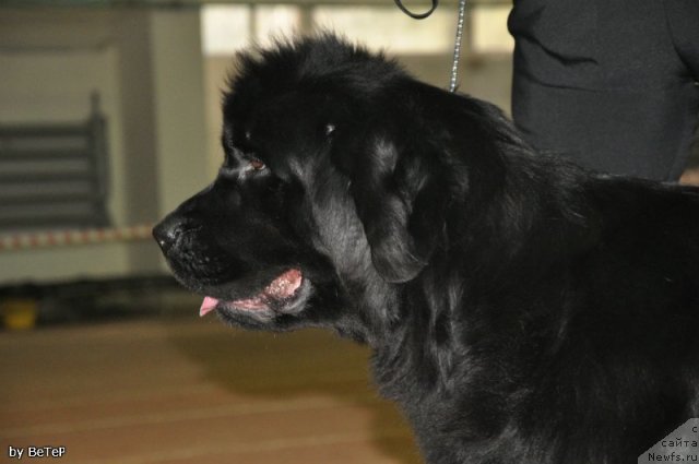Фото: ньюфаундленд Потап Жослин
