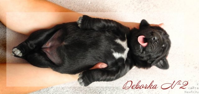 Фото: ньюфаундленд Симба Де Лорес