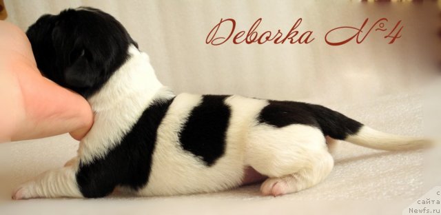 Фото: ньюфаундленд Салли Снежная Королева