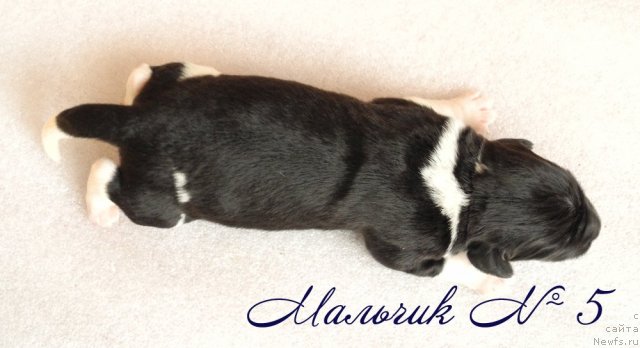 Фото: ньюфаундленд Скайуокер Энакин Джедай