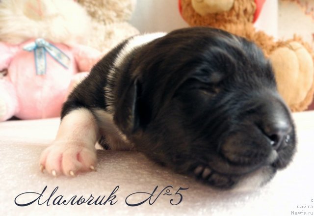 Фото: ньюфаундленд Скайуокер Энакин Джедай