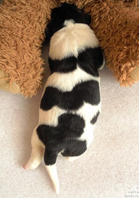 Фото: ньюфаундленд Салли Снежная Королева