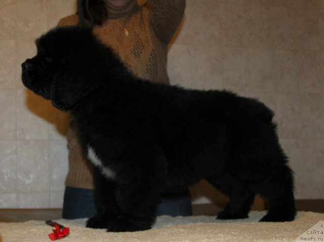 Фото: ньюфаундленд Аквиан Сонг Инсайд Ми Ворд