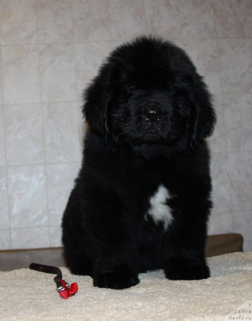 Фото: ньюфаундленд Аквиан Сонг Инсайд Ми Ворд