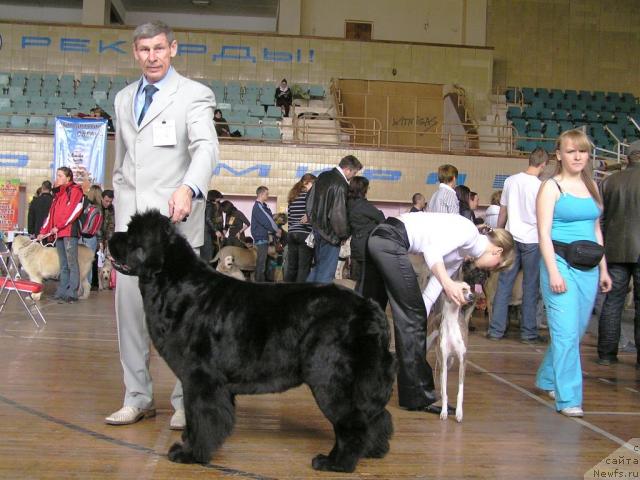 Фото: ньюфаундленд Чанси из Медвежьего Яра (Chansi  iz  Medvejyego Yara), Юрий Рахтиенко