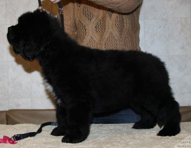 Фото: ньюфаундленд Аквиан Сонг Инкредибел Беар