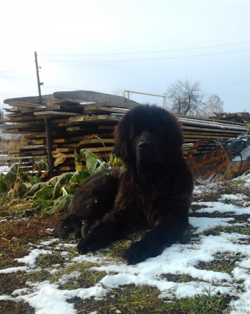 Фото: ньюфаундленд Би Перфект Алмаз, ньюфаундленд Би Перфект Алмаз