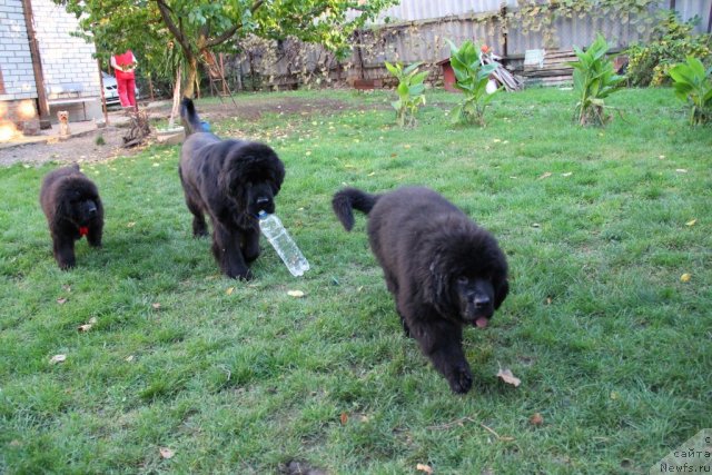 Фотография № 109997