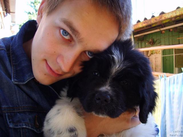 Фото: ньюфаундленд Плюшевая Панда Дениза для Берега Дона (Plushevaya Panda Deniza Dlja  Berega Dona), Евгений Ненаглядов