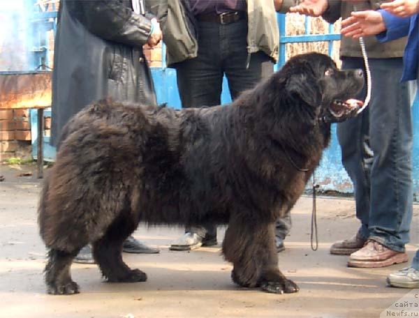 Фото: ньюфаундленд Кэннон Спейс Оданелла