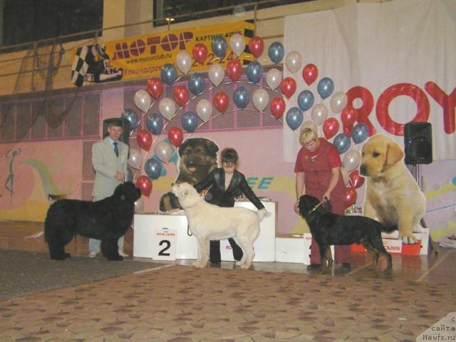 Фото: ньюфаундленд Его Высочество от Сибирского Медведя (Ego Vysochestvo ot Sibirskogo Medvedja), Юрий Рахтиенко