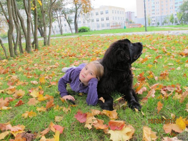 Фото: ньюфаундленд Донатс Прайд Бэт Мидлер