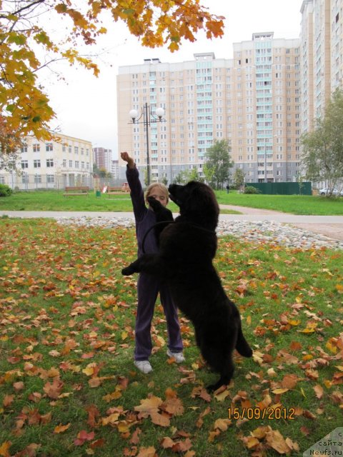 Фото: ньюфаундленд Донатс Прайд Бэт Мидлер