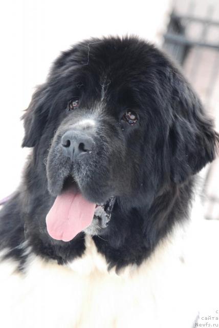 Фото: ньюфаундленд Плюшевая Панда Дениза для Берега Дона (Plushevaya Panda Deniza Dlja  Berega Dona)