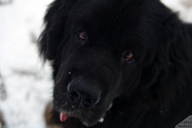 Фото: Гастон де Фуа