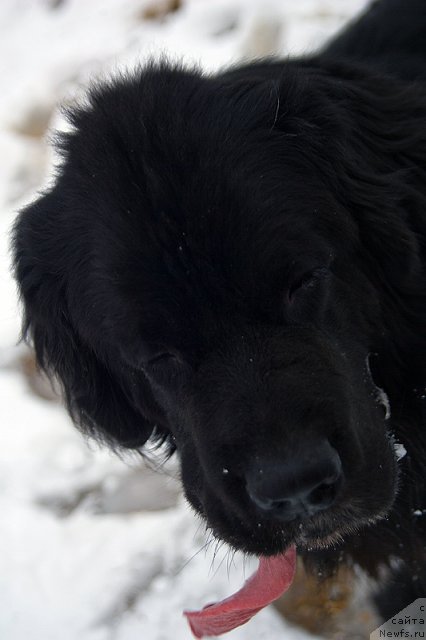 Фотография № 110011