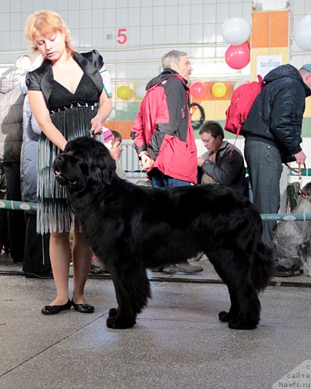 Фото: ньюфаундленд Пассия Короля из Медвежьего Яра (Passia Korolya iz Medvejyego Yara)