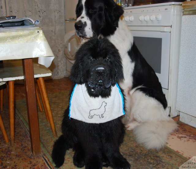 Фотография № 110014