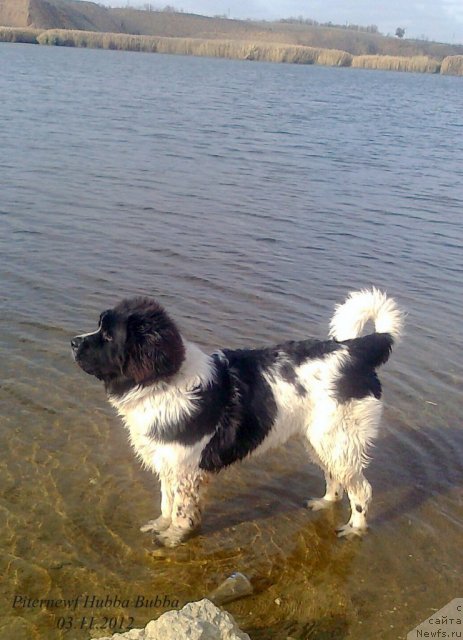 Фото: ньюфаундленд Питерньюф Хубба-Бубба