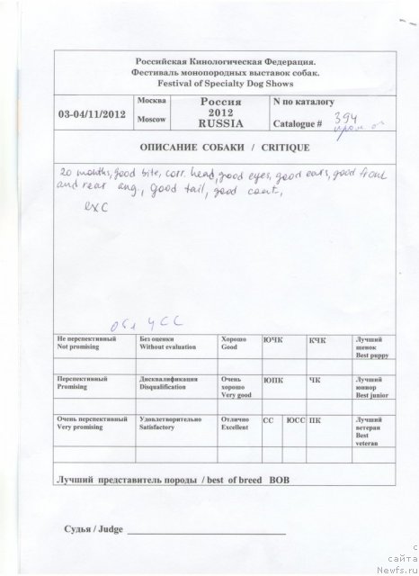 Фото: ньюфаундленд Very Fairweathers X'Got The Rhythm