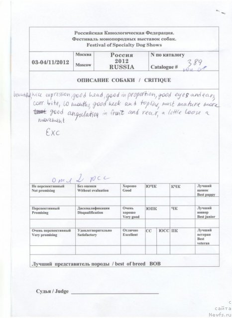 Фото: ньюфаундленд Cristalmar Cadeaux de Noel