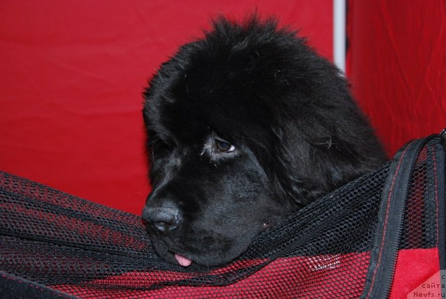 Фотография № 110042