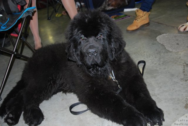 Фотография № 110043