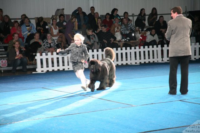 Фото: ньюфаундленд Сент Джонс Хендсел фо Ми (Sent Djons Handsel for Me)