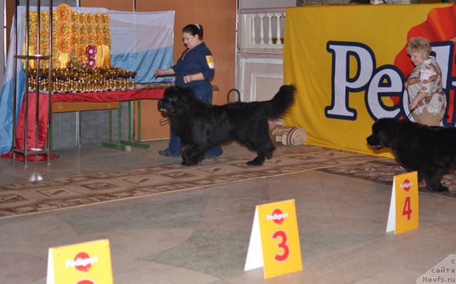Фото: ньюфаундленд Омар Шериф, Людмила Овсянникова, ньюфаундленд Акватория Келвин Урса Хай Спирит (Aquatoria Kelvin Ursa High Spirit), Галина Бондаренко