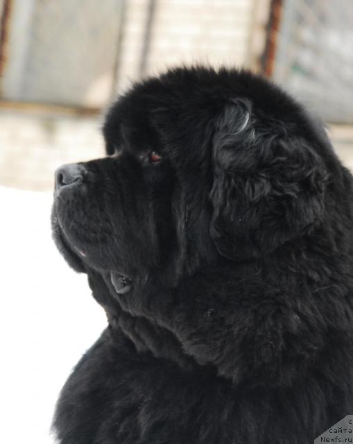 Фото: ньюфаундленд Доджер от Сибирского Медведя (Dodger ot Sibirskogo Medvedja)