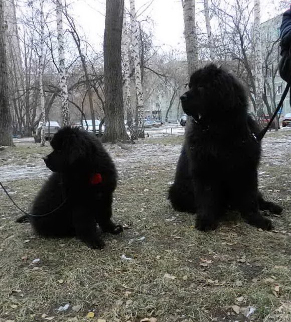 Фотография № 110087