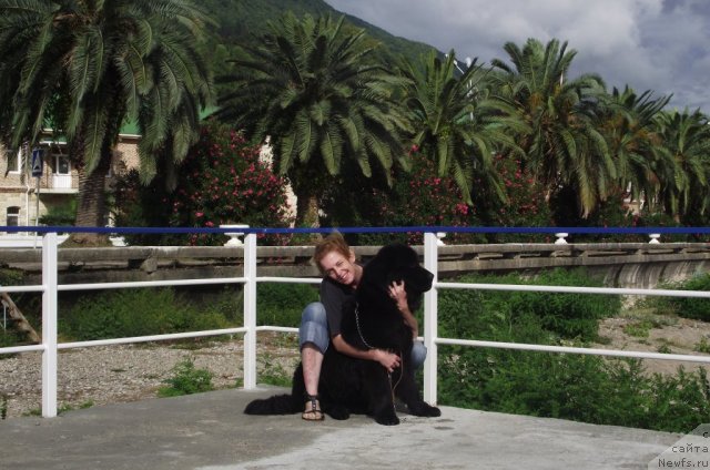 Фото: ньюфаундленд Чарующий Чезарио (Charuyuschiy Chezario)