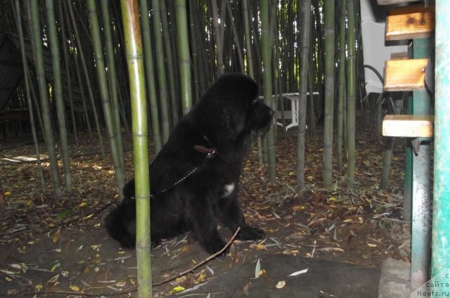 Фото: ньюфаундленд Чарующий Чезарио (Charuyuschiy Chezario)