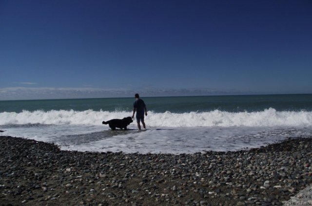 Фото: ньюфаундленд Чарующий Чезарио (Charuyuschiy Chezario)