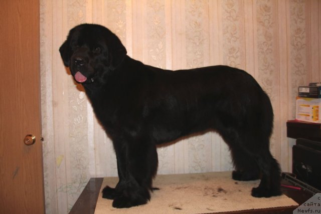 Фото: ньюфаундленд Уютная Долина Блэк Даймонд Велинда (Uyutnaya Dolina Black Diamond Velinda)