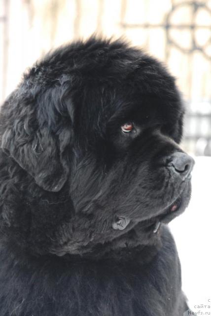 Фото: ньюфаундленд Доджер от Сибирского Медведя (Dodger ot Sibirskogo Medvedja)