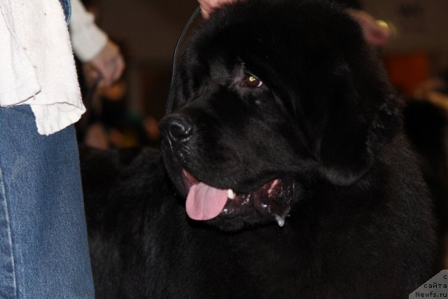 Фотография № 110133